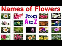 Video thumbnail for Names of Flowers with Pictures from A to Z