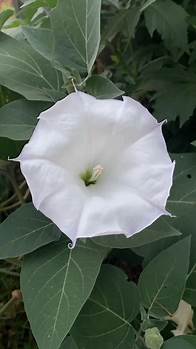 Video thumbnail for #Moonflowers! Beautiful, but deadly ✨ #gardentok #flowertok #donteatmoonflowers #flowerfacts