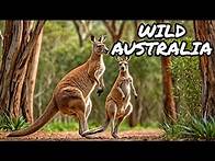 Video thumbnail for Australia's Unique Animals: A Wildlife Adventure