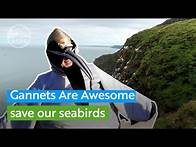 Video thumbnail for You can help protect Scotland's Gannets