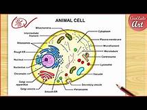 Video thumbnail for Animal Cell Diagram Drawing / easy way / labeled Science project - Step by step