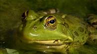 Video thumbnail for Science KS1 / KS2: Frogs in their habitat