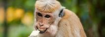 Video thumbnail for 101 Greatest Animal Facts That Will Blow Your Mind - Fact Animal