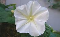 Video thumbnail for Awaken Your Patio with This Magical Night-Blooming Vine That Smells Amazing