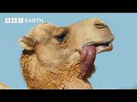 Video thumbnail for A Camel's Love Sac | 4K UHD | Mammals | BBC Earth