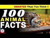 Video thumbnail for 100 Animal Facts | Will Change How You See NATURE