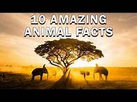 Video thumbnail for 10 Most Amazing Facts About Animals You Must Know