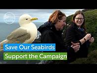 Video thumbnail for Help make sure the Scottish Government acts to save seabirds
