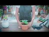 Video thumbnail for How to Grow and Care For Moonflower