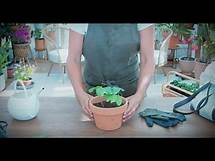 Video thumbnail for How to Grow and Care For Moonflower