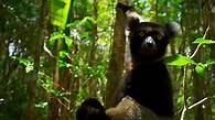 Video thumbnail for Sensory stories: Let's go out to a jungle - BBC Bitesize
