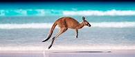 Video thumbnail for Animals in Australia