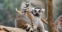 Video thumbnail for Wild Encounters - Bronx Zoo