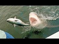 Video thumbnail for MOST INSANE SHARK CLIPS