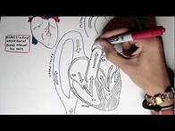 Video thumbnail for Cardiology - Heart Physiology I (Cardiac Myocyte and Membrane Potential)