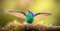 Video thumbnail for Biodiversity 101: What you need to know about the variety of life on Earth
