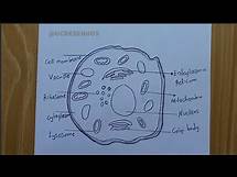 Video thumbnail for How To Draw And Label Animal Cell | Draw a diagram of an animal cell