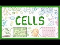 Video thumbnail for GCSE Biology - Cell Types and Cell Structure