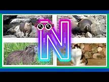 Video thumbnail for "20 Amazing Animals, Birds & Creatures That Start with 'N'! 🌍✨"@KiddieKingdom-m6d