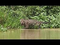 Video thumbnail for Habitats: What is a habitat? [FREE RESOURCE]