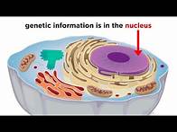 Video thumbnail for Eukaryotic Cells Part 1: Animal Cells and Endosymbiotic Theory