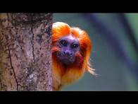 Video thumbnail for Incredibly Rare Animals In The Amazon Rainforest