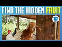 Video thumbnail for Find The Hidden Picture Challenge: Fruit Edition