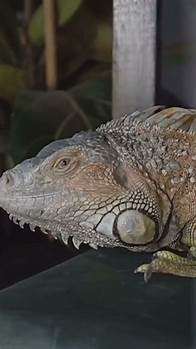 Video thumbnail for IGUANA Facts You Didn't Know