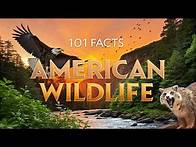 Video thumbnail for 101 Crazy Animal Facts You Won’t Believe! 🦅🐸🐻