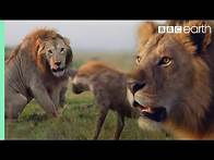 Video thumbnail for ONE HOUR of Amazing Animal Moments | BBC Earth