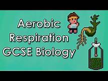 Video thumbnail for Aerobic Respiration (Germinating peas) - Biology WJEC - (GCSE REVISION)