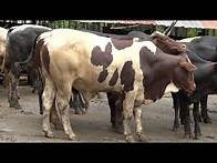 Video thumbnail for Livestock Development in Uganda