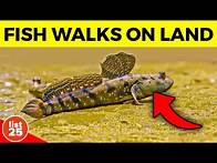 Video thumbnail for 100 Fascinating Facts You Won't Easily Find From Googling