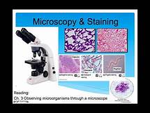 Video thumbnail for Introduction to Microbiology Lecture, Microscopy & Staining (Part 2)