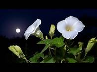 Video thumbnail for How To Grow Moon Flower Vines in Pots And Containers. How To Grow Moon Flower From Seeds
