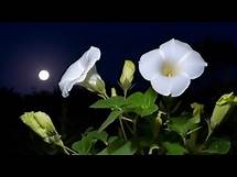 Video thumbnail for How To Grow Moon Flower Vines in Pots And Containers. How To Grow Moon Flower From Seeds