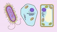 Video thumbnail for Animal cells - The key features of cells and their functions - OCR 21st Century - GCSE Biology (Single Science) Revision - OCR 21st Century - BBC Bitesize