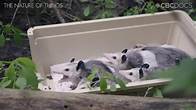 Video thumbnail for Climate change could shift what animals we share our cities with, study suggests
