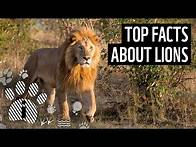 Video thumbnail for Top 10 Facts About Lions | Animal Fun Facts | WWF