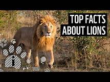 Video thumbnail for Top 10 Facts About Lions | Animal Fun Facts | WWF