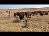 Video thumbnail for Australian cattle dog working compilation || ACD || Blue healer working compilation