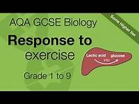 Video thumbnail for AQA GCSE Biology: Response to Exercise | The Effects of Exercise on the Body