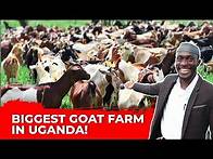 Video thumbnail for Uganda’s 1 Million Goat Farm: The Beginning of a Farming Revolution