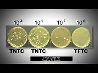 Video thumbnail for Standard plate count