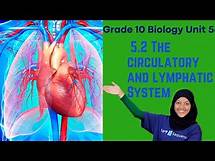 Video thumbnail for Grade 10 Biology Unit 5: 5 . 2 The circulatory and lymphatic System | Saquama