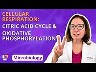 Video thumbnail for Cellular Respiration: Citric Acid Cycle & Oxidative Phosphorylation: Microbiology | @LevelUpRN