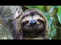 Video thumbnail for Animals adapted to rainforests: Top 10
