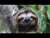 Video thumbnail for Animals adapted to rainforests: Top 10