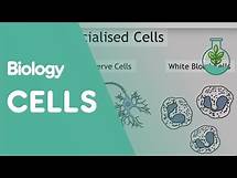 Video thumbnail for Intro To Cells: Animals & Plants | Cells | Biology | FuseSchool