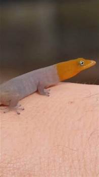 Video thumbnail for GECKO Facts You Didn't Know